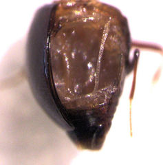 Baeocera tekootii
