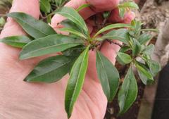 Heteropyxis natalensis