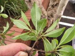 Heteropyxis natalensis