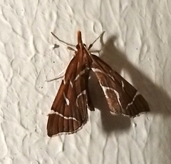 Panotima angularis