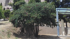Ceratonia siliqua