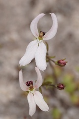Stylidium petiolare