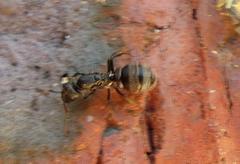 Camponotus arminius
