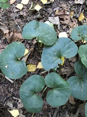 Asarum europaeum