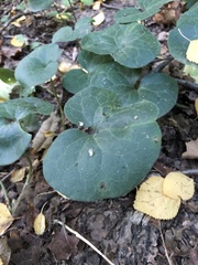 Asarum europaeum