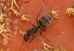 Camponotus arminius