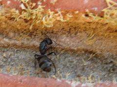 Camponotus arminius