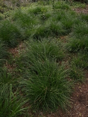 Carex divulsa