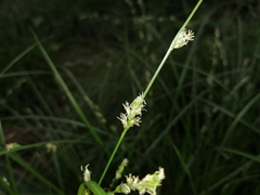 Carex divulsa