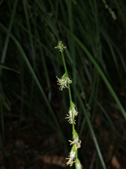 Carex divulsa