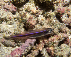 Engraulidae