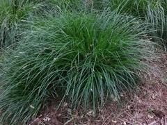 Carex divulsa