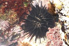 Stomopneustes variolaris