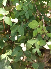 Symphoricarpos albus