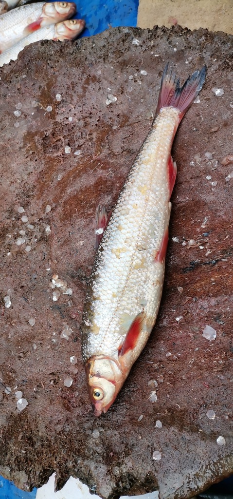 Brond-snout (Chondrostoma regium) — Cyprinidae