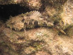 Scorpaenopsis oxycephalus