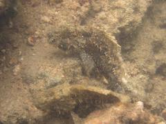 Scorpaenopsis oxycephalus