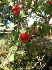 Sorbus aucuparia