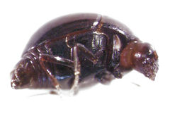 Baeocera tekootii