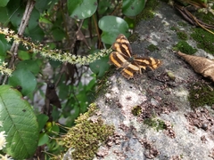 Symbrenthia