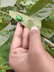Insecta