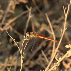 Sympetrum fonscolombii