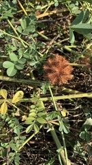 Glycyrrhiza echinata