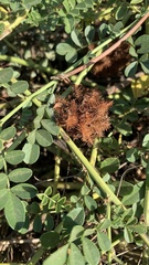 Glycyrrhiza echinata