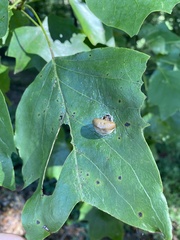 Mastophora phrynosoma