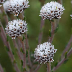 Phylica callosa