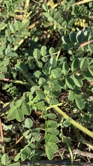 Glycyrrhiza echinata