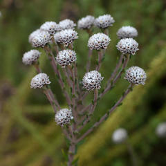 Phylica callosa