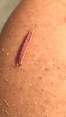Lepidoptera