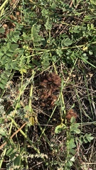 Glycyrrhiza echinata