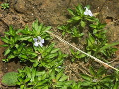 Craterocapsa tarsodes