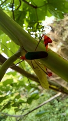 Anisoscelis foliaceus