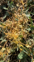 Cuscuta campestris