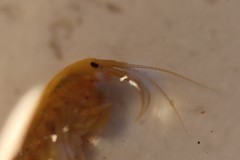Gammarus fossarum