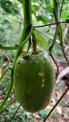 Anisoscelis foliaceus