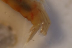 Gammarus fossarum