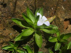 Craterocapsa tarsodes