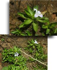 Craterocapsa tarsodes