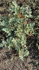 Artemisia absinthium