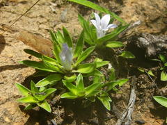 Craterocapsa tarsodes