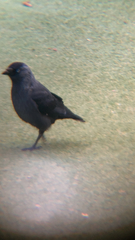Corvus monedula