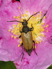 Trigonarthris subpubescens