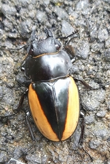 Odontolabis cuvera cuvera