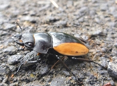 Odontolabis cuvera cuvera