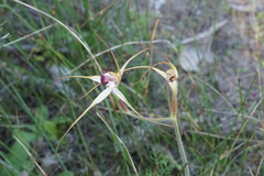 Caladenia lorea