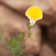 Aspalathus bracteata